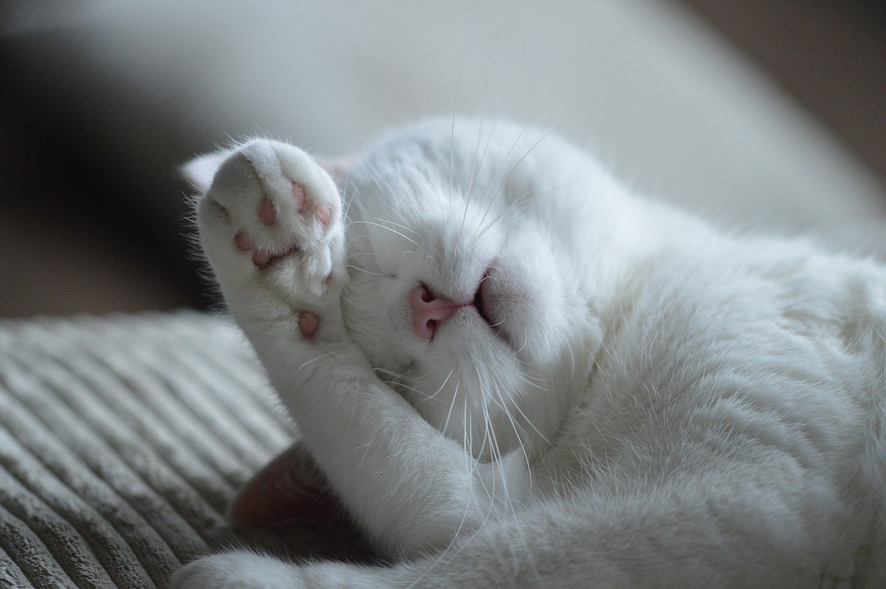 The Mystery of Sleep and Dreams - How does it Affect Consciousness?
